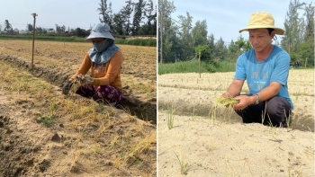 Bình Định: Nông dân trồng hành, kiệu khóc ròng sau khi phun thuốc BVTV