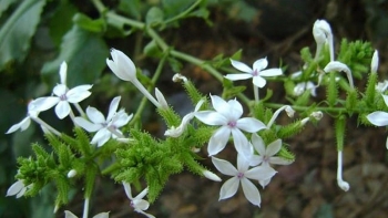 Một số công dụng tuyệt vời của cây bạch hoa xà đối với sức khỏe