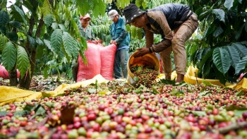 Xuất khẩu cà phê sang EU tăng kỷ lục nhờ EVFTA