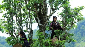 Điện Biên: Đưa búp chè Shan Tuyết trở thành sản phẩm OCOP 3 sao
