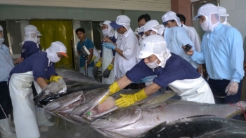 Xuất khẩu cá ngừ tăng với tốc độ “phi mã”
