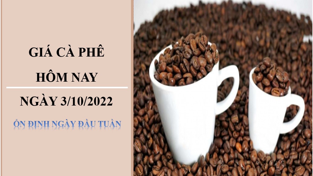 Giá cà phê hôm nay 3/10/2022: Ổn định ngày đầu tuân