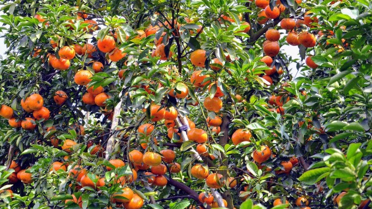 Du lịch Miền Tây: Thử ngay đặc sản trái cây bốn mùa siêu hấp dẫn