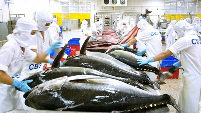 Xuất khẩu cá ngừ tiến mốc 1 tỷ USD
