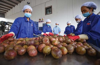Sau những cảnh báo của EU, rau quả Việt Nam làm gì để nắm bắt cơ hội xuất khẩu