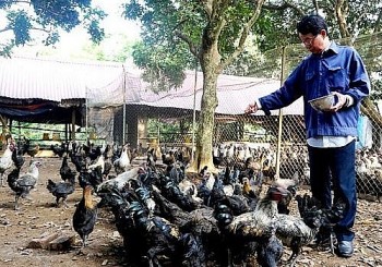 Nuôi gà H’Mông chuẩn OCOP ở Hà Nội được nhà hàng săn lùng