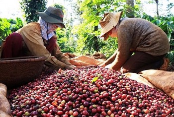 Để cán mốc 4 tỷ USD xuất khẩu, cà phê Việt Nam phải đối mặt với những thách thức mới