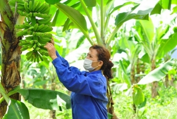 Tin vui cho người trồng chuối khi Trung Quốc chính thức nhập khẩu chuối tươi từ Việt Nam