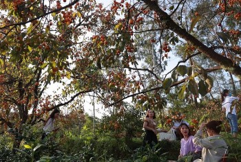 Vườn hồng trăm tuổi ở Nam Đàn có gì đặc biệt mà du khách nườm nượp đổ về