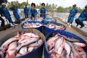 Xuất khẩu cá tra lập đỉnh đầu tàu đang tăng tốc cán đích kỷ lục 2,5 tỷ USD