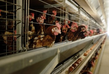 Chuyện đại gia thép đi nuôi gà, mỗi ngày bán 1 triệu quả trứng
