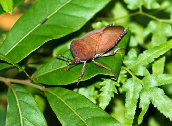 Loài côn trùng hôi hám trở thành “đặc sản” của dân nhậu, giá 500.000 đồng/kg cũng khó mua