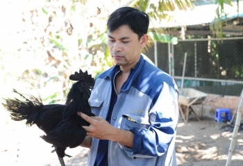 Khởi nghiệp từ 200 quả trứng, anh trai miền Tây “đổi đời” thành ông chủ của 4.000 con gà đen Indonesia