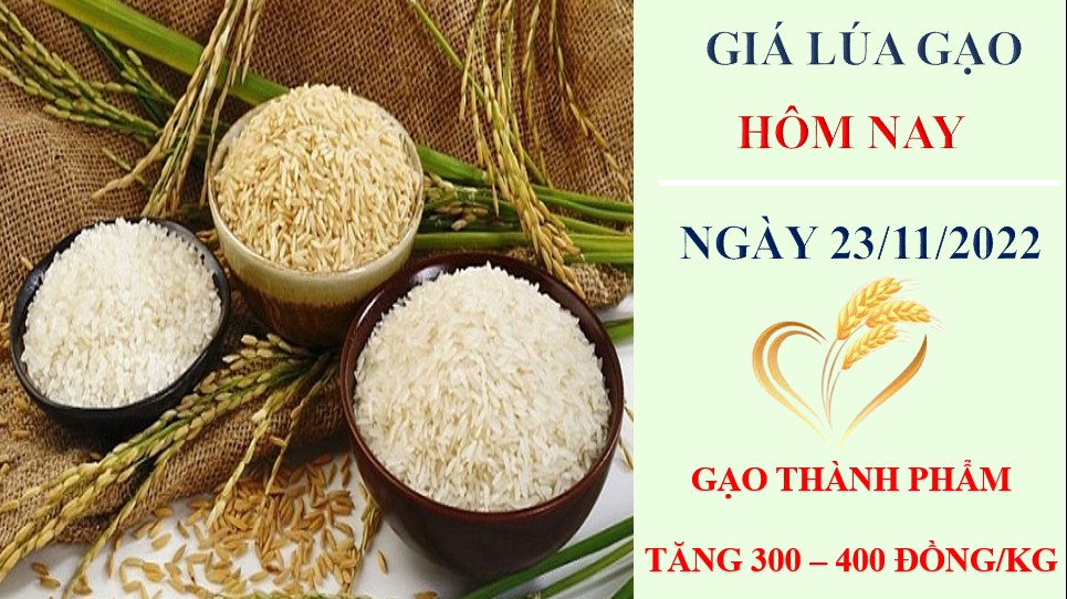 Giá lúa gạo hôm nay 23/11/2022: Giá gạo xuất khẩu tăng 10 USD/tấn