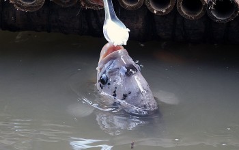 Nuôi cá độc lạ: Cá há miệng để được đút từng thìa cơm như em bé, khách nườm nượp tới xem