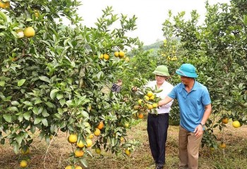 Giá cam cao ngất do mất mùa, người trồng cam ở Nghệ An vẫn ung dung chờ Tết