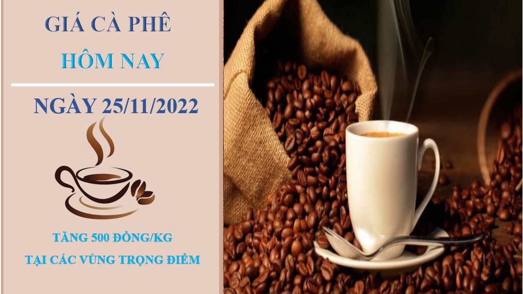 Giá cà phê hôm nay 25/11/2022: Đảo chiều tăng trung bình 500 đồng/kg
