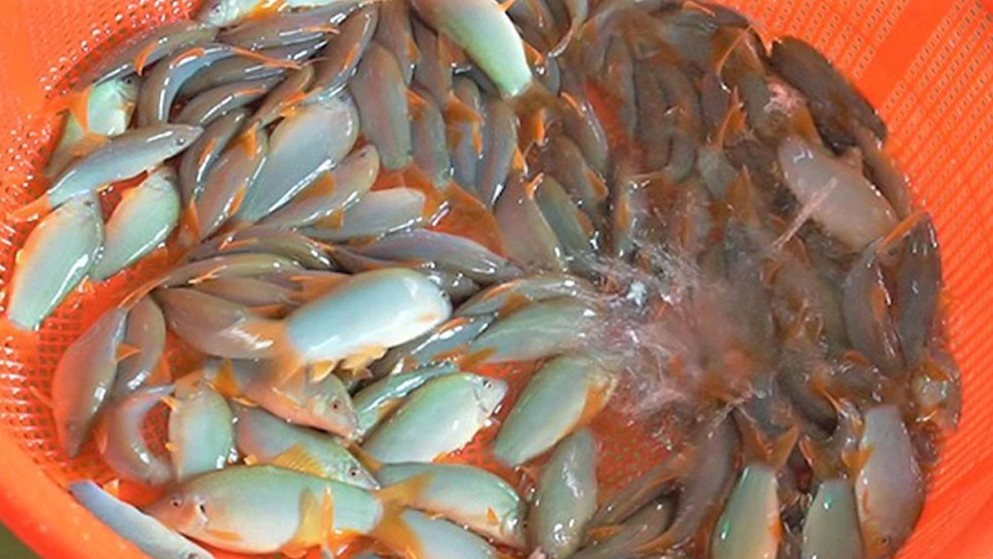 Loại cá độc lạ xưa không ai ăn, giờ thành đặc sản xuất hiện trong nhà hàng cao cấp, giá 800.000 đồng/kg