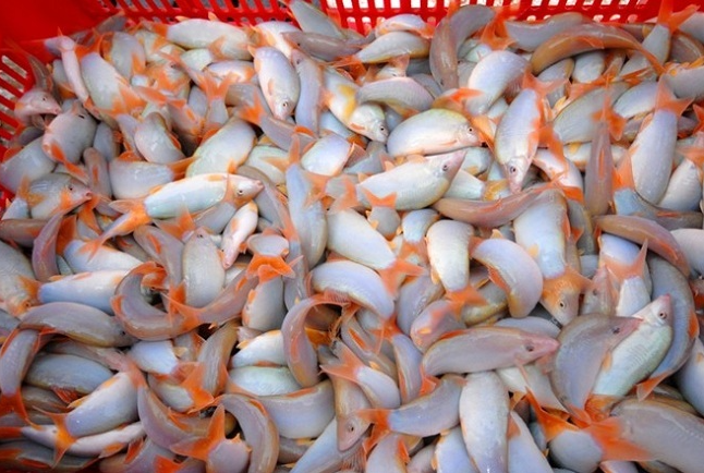 Loại cá độc lạ xưa không ai ăn, giờ thành đặc sản xuất hiện trong nhà hàng cao cấp, có giá 800.000 đồng/kg