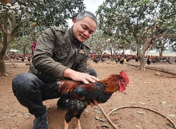 Bí quyết nuôi gà đặc sản ‘tiến vua’ thương lái đặt trước cả nghìn con