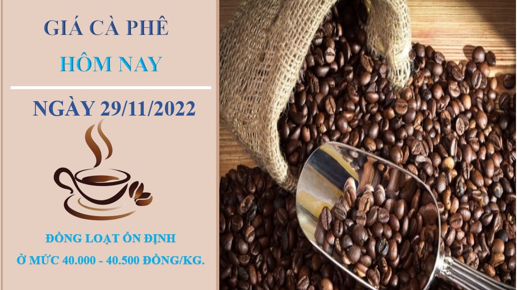 Giá cà phê hôm nay 29/11/2022: Ổn định tại các vùng trọng điểm