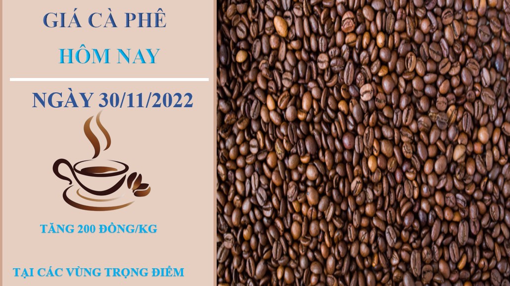 Giá cà phê hôm nay 30/11/2022: Tăng 200 đồng/kg tại các địa phương