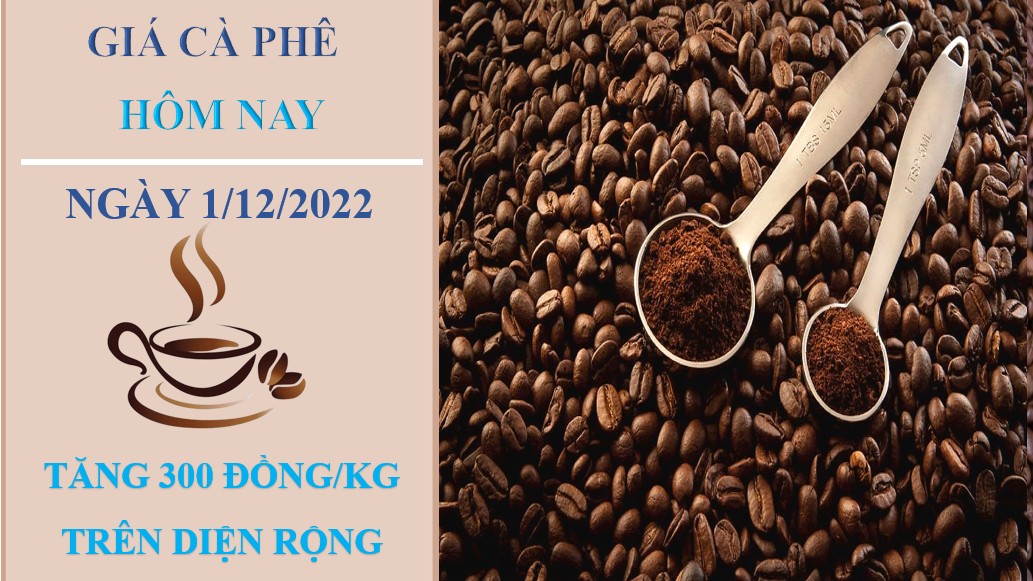 Giá cà phê hôm nay 1/12/2022: Tiếp tục điều chỉnh 300 đồng/kg