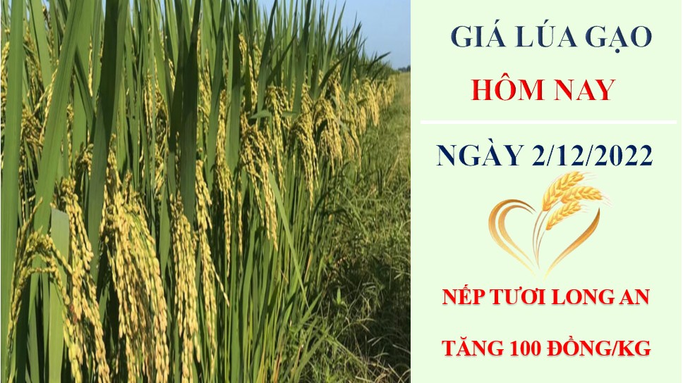 Giá lúa gạo hôm nay 2/12/2022: Nếp Long An tăng 100 đồng/kg