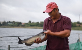 Nuôi thành công loài cá hoang dã đặc sản mở ra cơ hội làm giàu cho nông dân