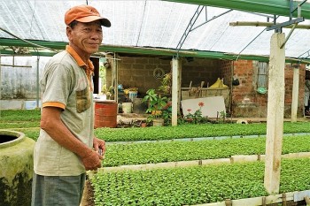 Lão nông đánh liều đầu tư trăm triệu trồng rau dại, bất ngờ rau “đẻ tiền” quanh năm