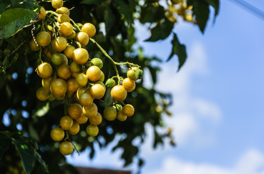 Loại quả ở Việt Nam chín rụng đầy gốc, lại là trái cây "vàng" của người dân Trung Quốc