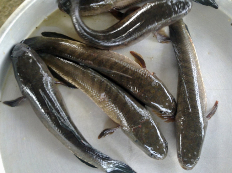 Loại cá quê trước có đầy ở ruộng, đem phơi khô thành đặc sản giá 400.000 đồng/kg