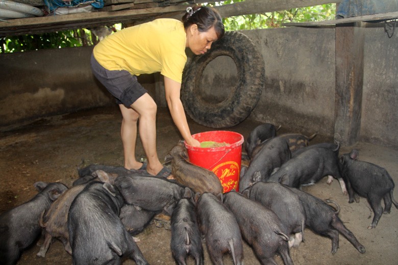 Tổng hợp 93 hình về mô hình nấu rượu nuôi lợn  NEC