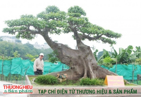 Kiệt tác sung bonsai gây choáng với giá 10 tỷ có xứng tầm hay 'chém gió'?