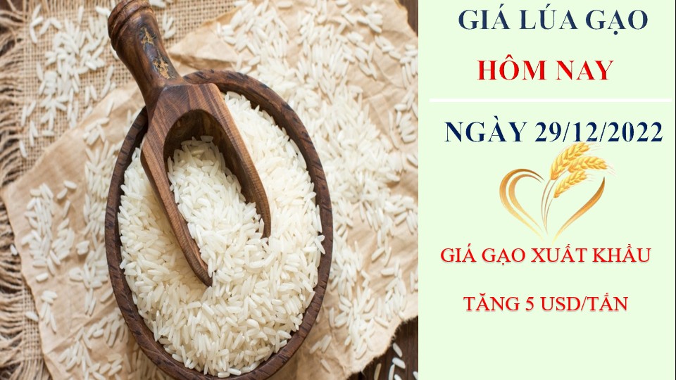 Giá lúa gạo hôm nay 29/12/2022: Giá gạo xuất khẩu tăng 5 USD/tấn