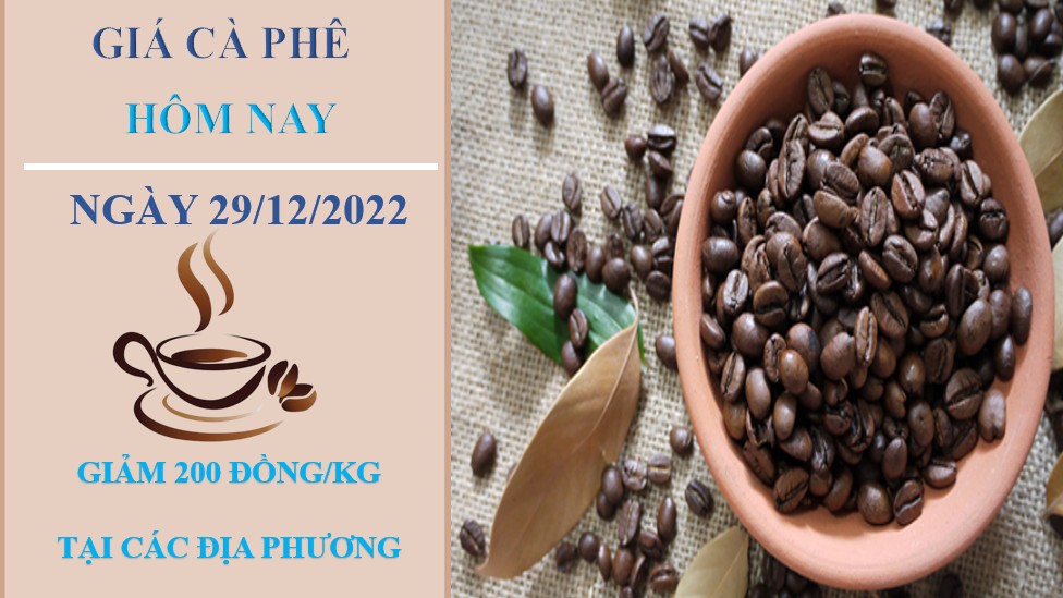 Giá cà phê hôm nay 29/12/2022: Quay đầu giảm nhẹ 200 đồng/kg