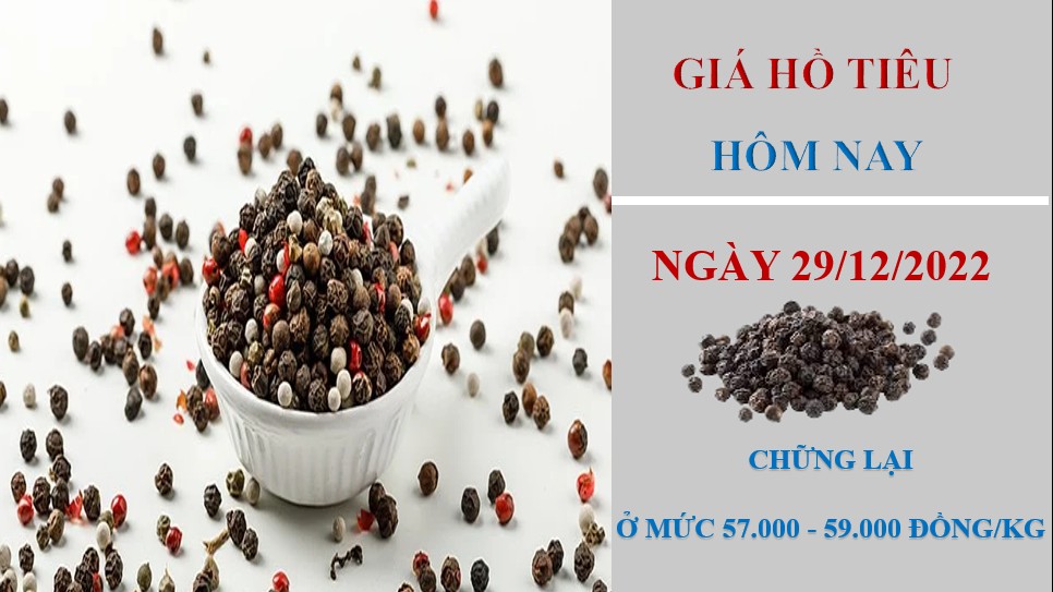 Giá hồ tiêu hôm nay 29/12/2022: Không có thay đổi tại các địa phương