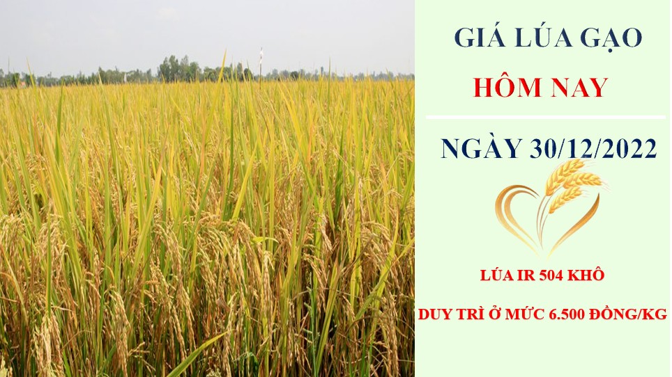 Giá lúa gạo hôm nay 30/12/2022: Giá đi ngang do nhà máy nghỉ Tết sớm