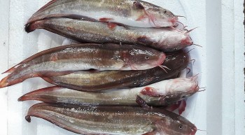 Loài cá xưa ít người ăn, nay thành đặc sản giá 270.000 đồng/kg, chỉ khách quý mới được ăn