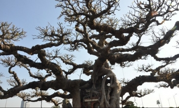 Báu vật sanh cổ trăm tuổi 10 tỷ, giá trị hồn Việt trong tạo tác bonsai