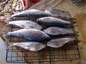 Kỳ lạ, ở vùng này tỉnh Quảng Nam có loài cá đặc biệt mâm cúng tất niên nào cũng phải có