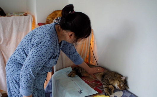 Người phụ nữ tạo mái ấm cho mèo hoang và câu chuyện cảm động về sự tử tế