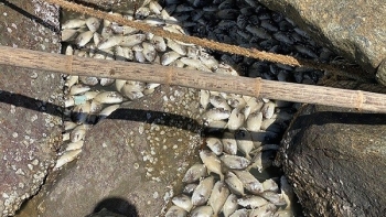 Nhiều hộ nuôi cá lồng bè ở Quảng Ngãi bị ảnh hưởng nặng sau bão số 5