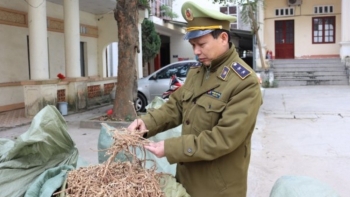 01 tấn nguyên liệu thuốc Bắc nhập lậu bị bắt giữ tại Lạng Sơn