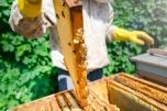 Mật ong bạc hà – đặc sản tinh túy từ thiên nhiên Đồng Văn