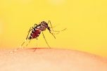 Sức khỏe: Những điều cần biết để phòng tránh bệnh sốt xuất huyết
