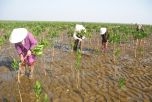 Ngân hàng Thế giới hỗ trợ Việt Nam ứng phó với biến đổi khí hậu