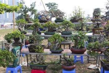 Phát triển bonsai bằng chế phẩm hữu cơ công nghệ cao