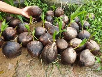 Bình Định: Phát triển cây dừa xiêm trên đất cát