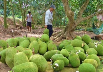 Mít Thái trái mùa cao giá, nông dân Cần Thơ phấn khởi